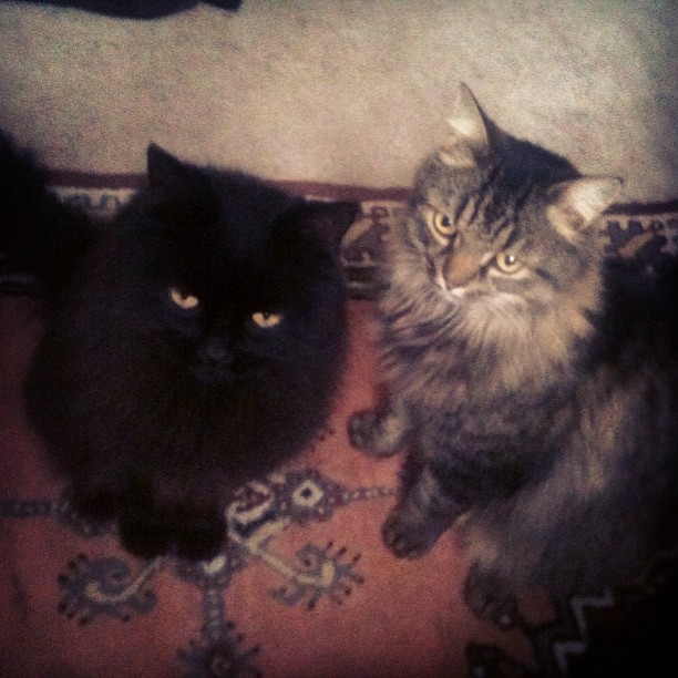 1174754_10153244876455551_211086219_n