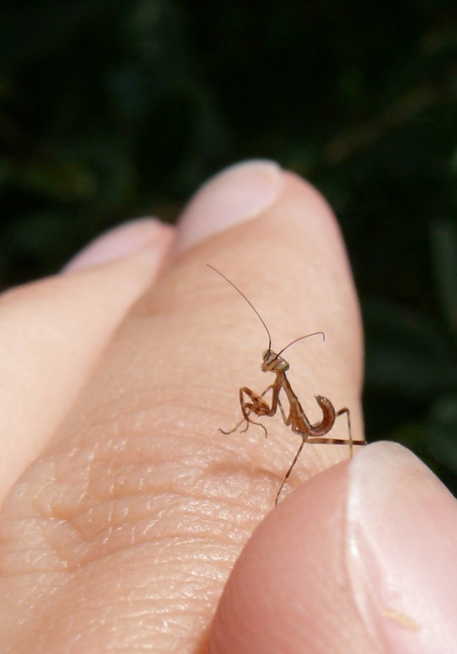 baby insects (18)