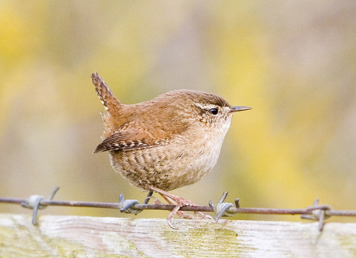 720-wren-img_3405